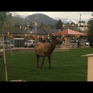 Meet your Posher, Cesar